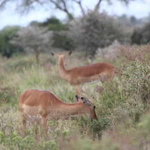 6 Days Kenya Safari Kongoni photo 5