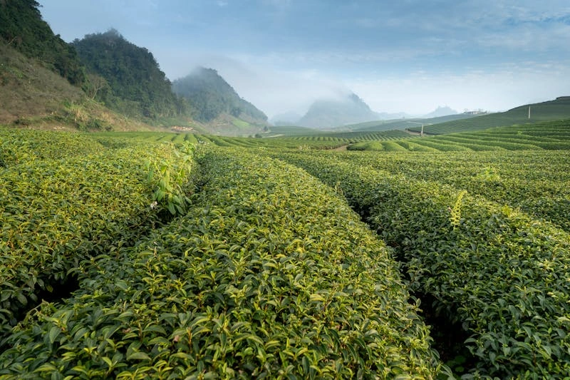 7 Days Kenya Agricultural Tour Option photo 3