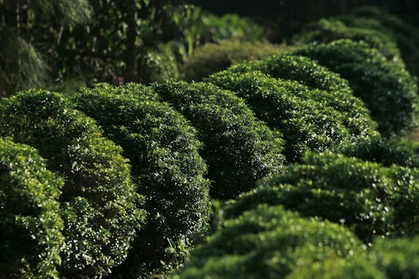 7 Days Kenya Agricultural Tour Option photo 4