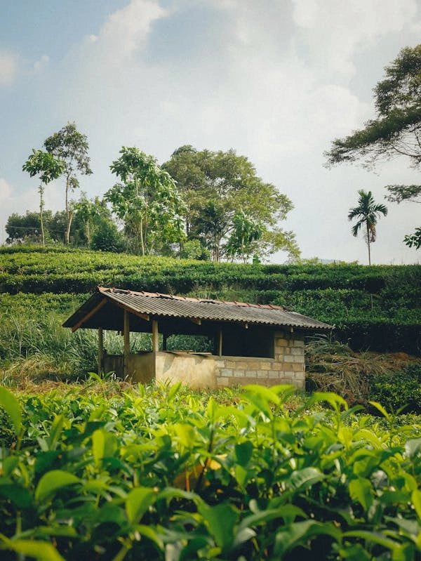 7 Days Kenya Agricultural Tour Option photo 2