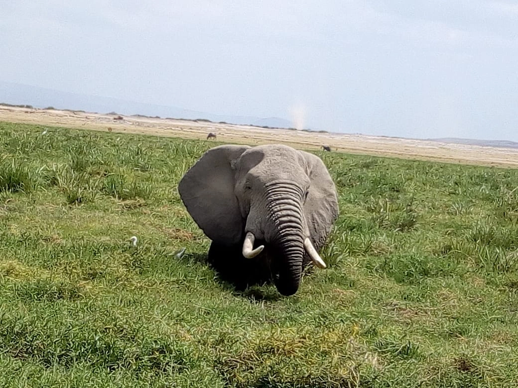 7 Days Kenya Big Five Safari photo 6