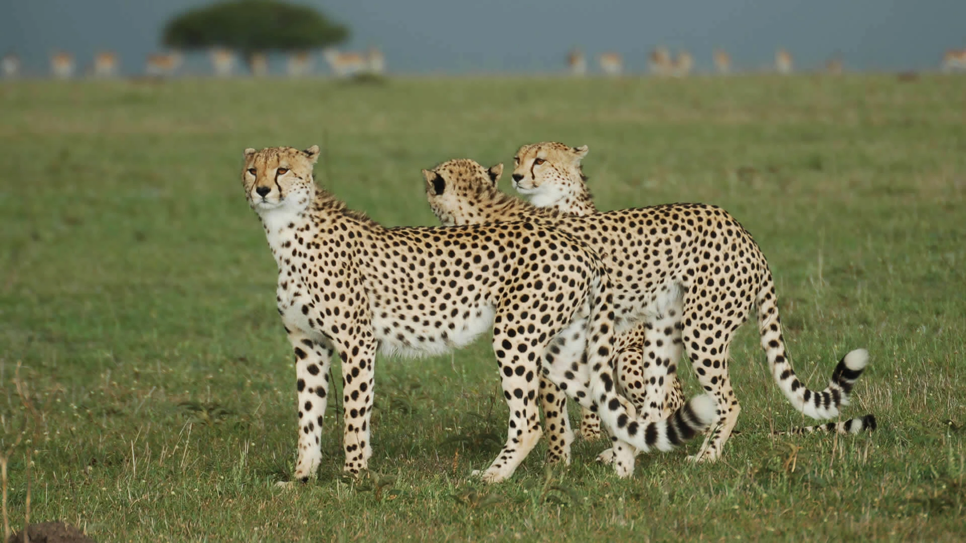 7 Days Kenya Big Five Safari photo 4