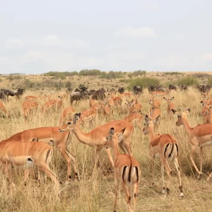 8 Days Across Kenya Safari photo 1