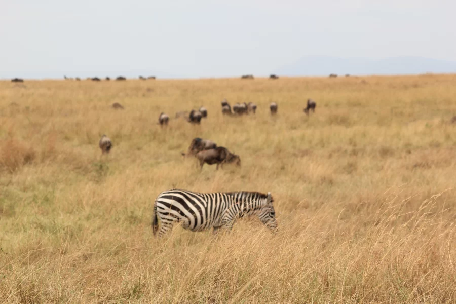 Safari Ol Lentille (8 Days) photo 2
