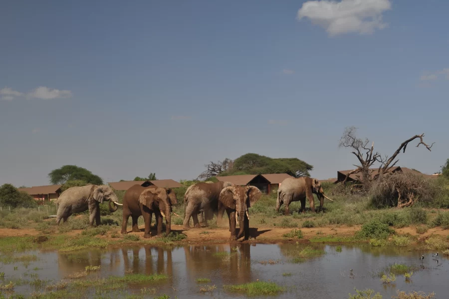 Safari Shaba (9 Days) photo 2