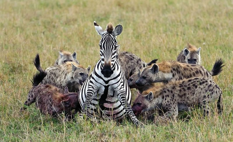 8 Days Samburu, Lake Baringo,& Maasai Mara Safari photo 1