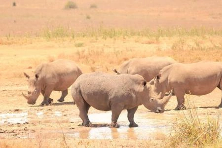 8 Days Samburu, Lake Baringo,& Maasai Mara Safari photo 3