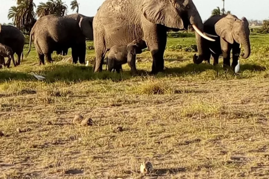 3 Days Amboseli National Park Safari photo 1