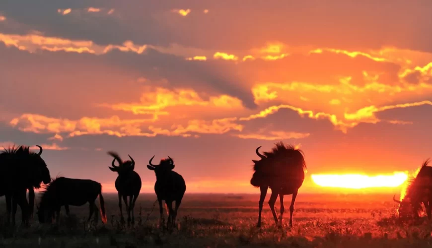 Liuwa Plain National Park