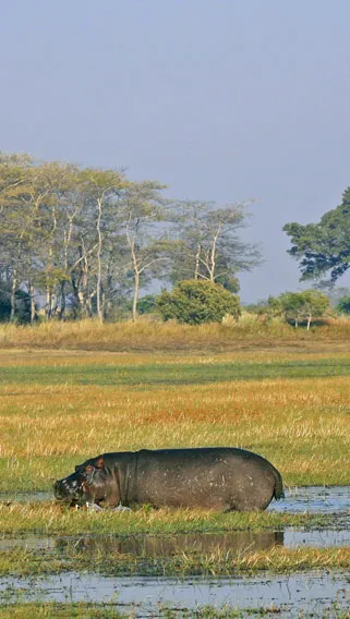 Kafue National Park image 2