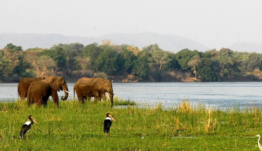 Lower Zambezi National Park