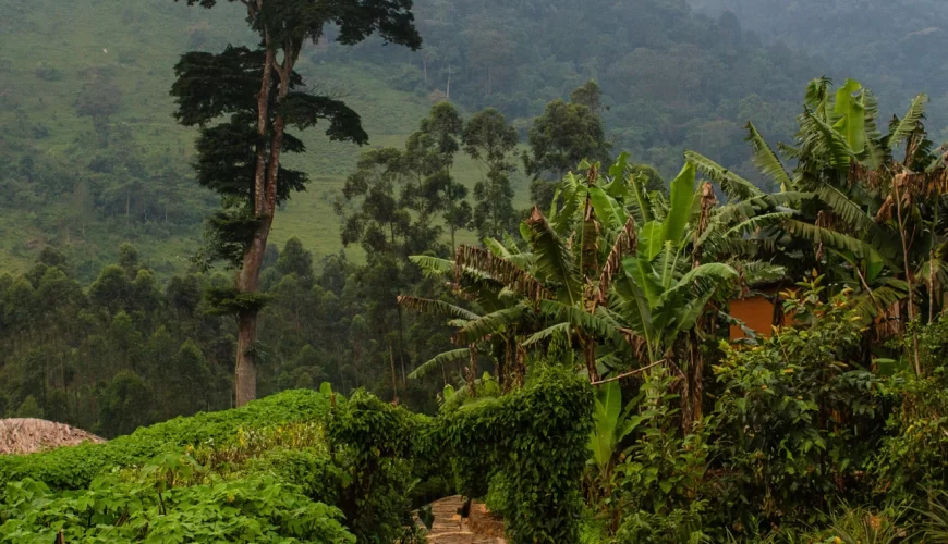 Bwindi Impenetrable Forest image 1