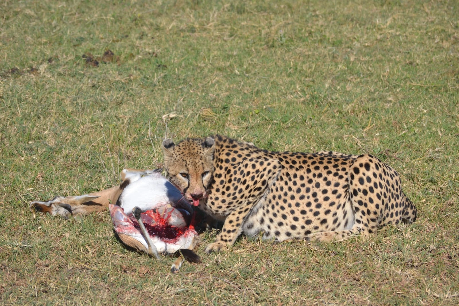 9 Days Kenya Family Holidays Safari photo 4