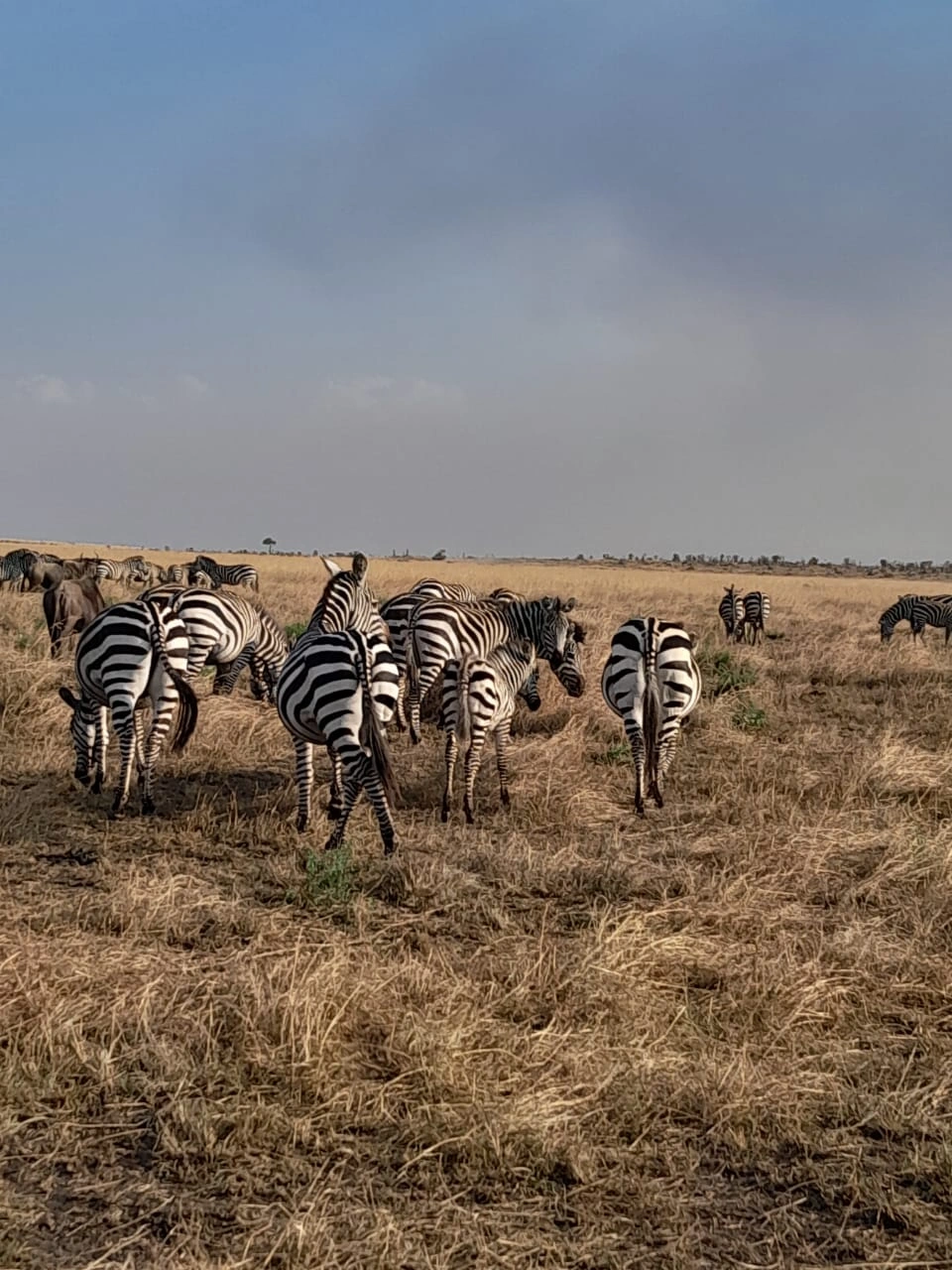 9 Days Kenya Family Holidays Safari photo 5