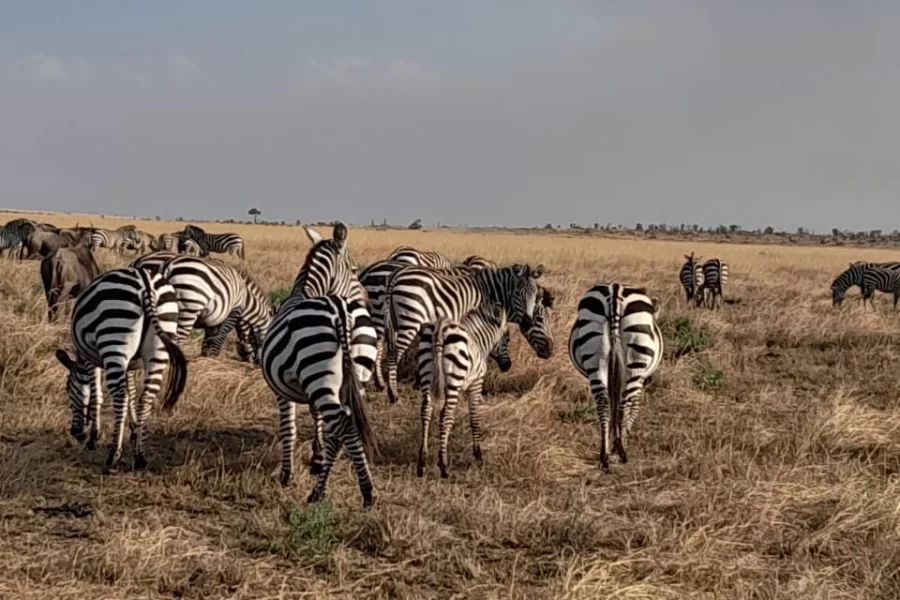 Safari Enkop Africa (9 Days) photo 3