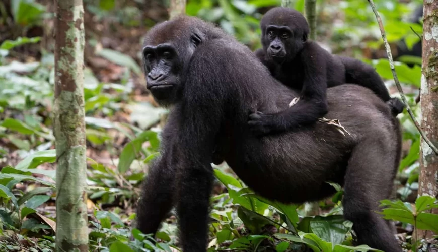 5 Days Rwanda Primates Encounter And Lake Kivu