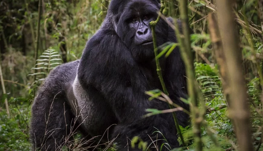 4 Days Classic Rwanda Primate Trekking