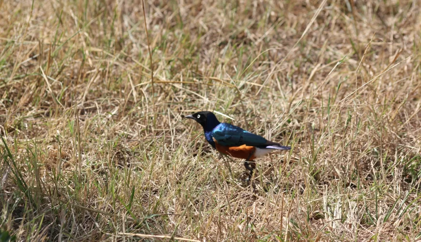 5 Days Tanzania Birding Safari