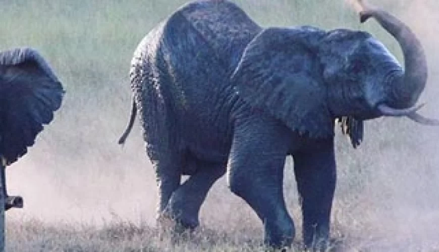 13 Days Tanzania Family Safari