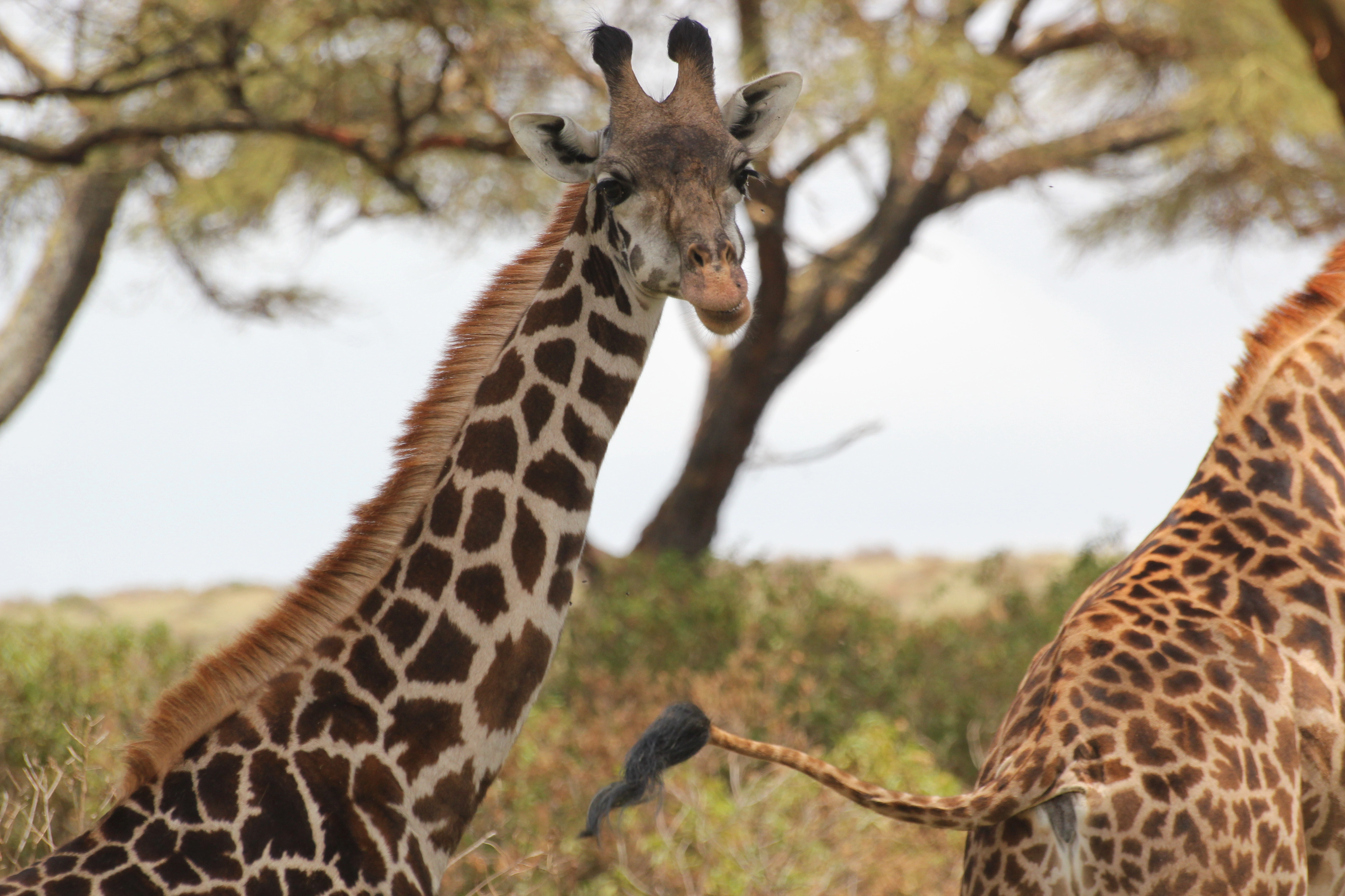 Zambia Destination