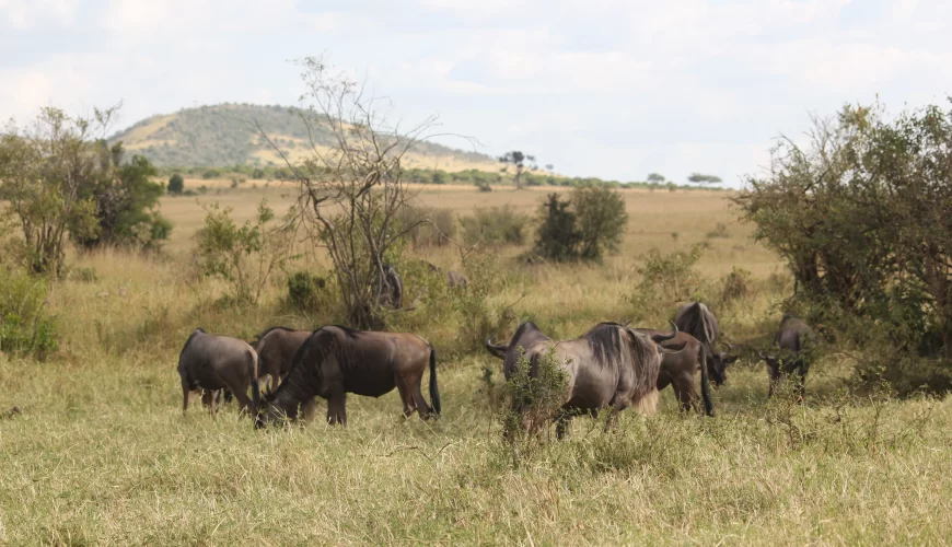 Kenya Safari & Uganda Gorilla Safari (13 Days)