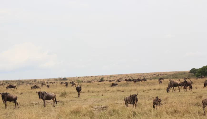6 Days Kenya highlight Wildlife Safari