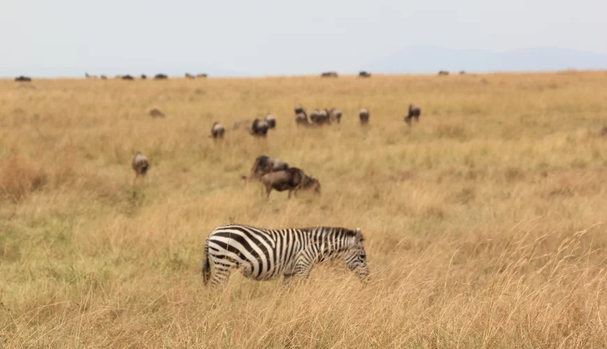 Amboseli Extension (1 Night)
