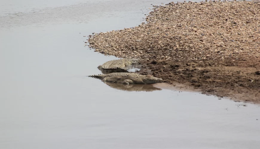 The Mamba Village Crocodile