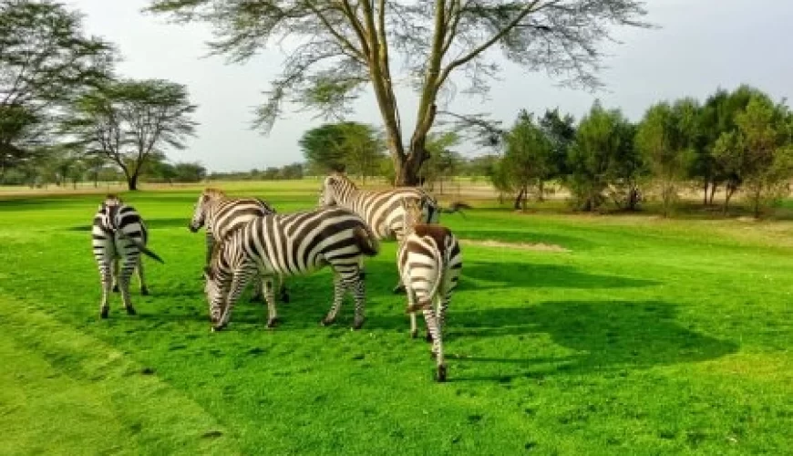 13 Days Kenya And Uganda Safari