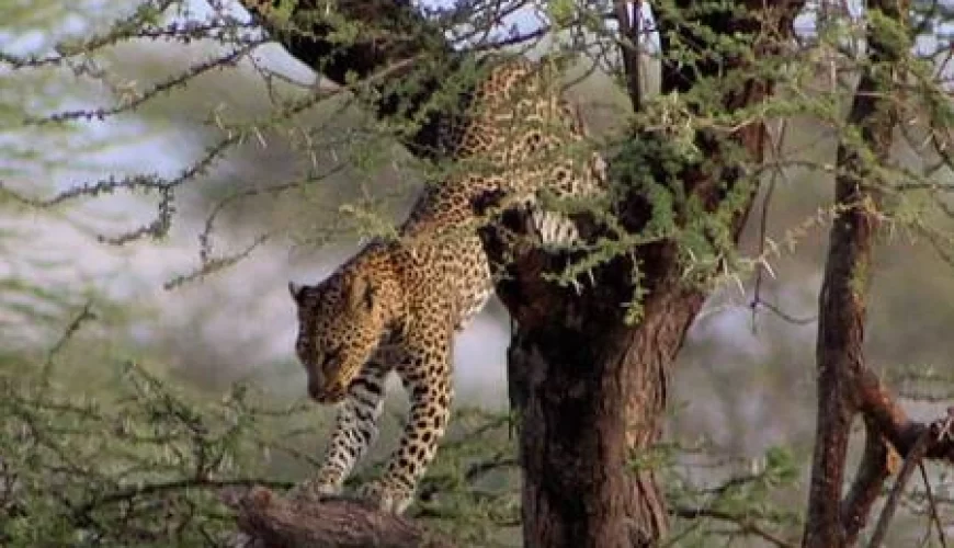 7 Days Cheetah Kenya Safari