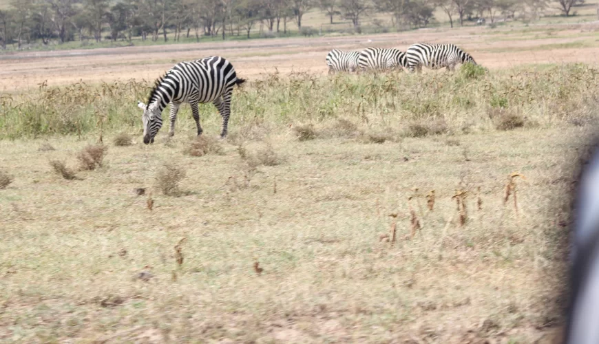 Tanzania Luxury (6 Days)