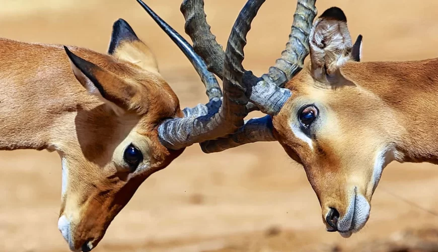 Samburu National Reserve image 2