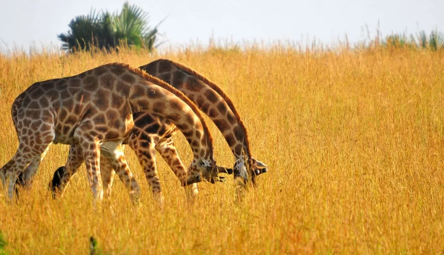 Kidepo Valley National Park