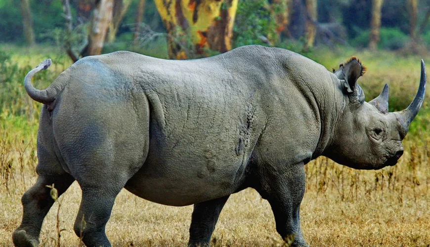 Mkomazi National Park