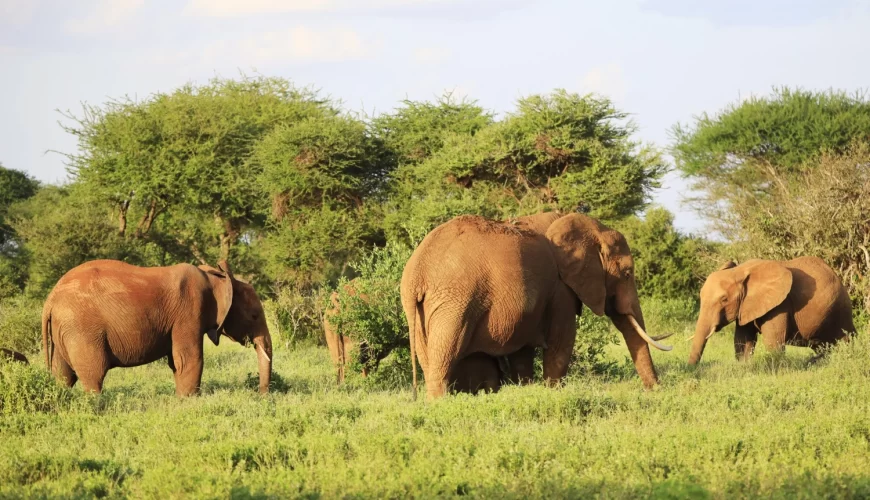 Katavi National Park