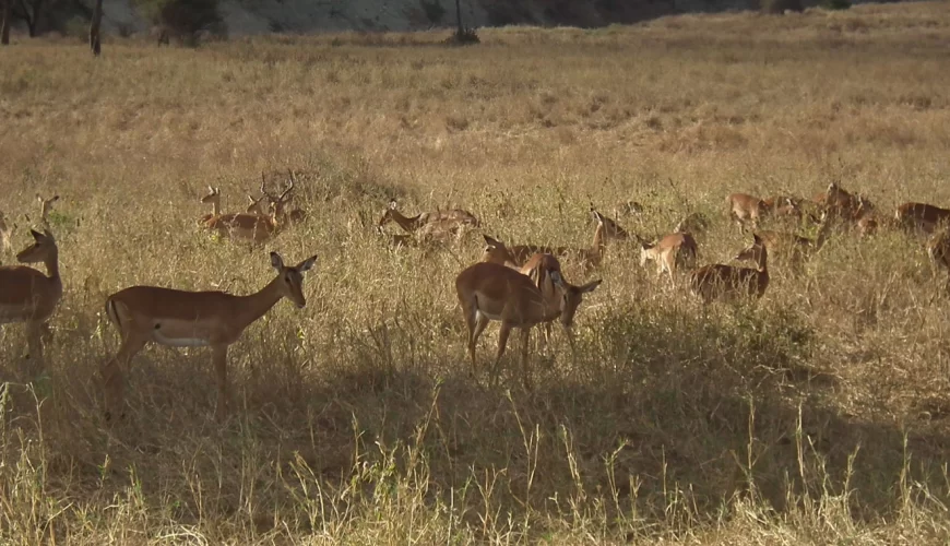 Kisumu Impala Sanctuary