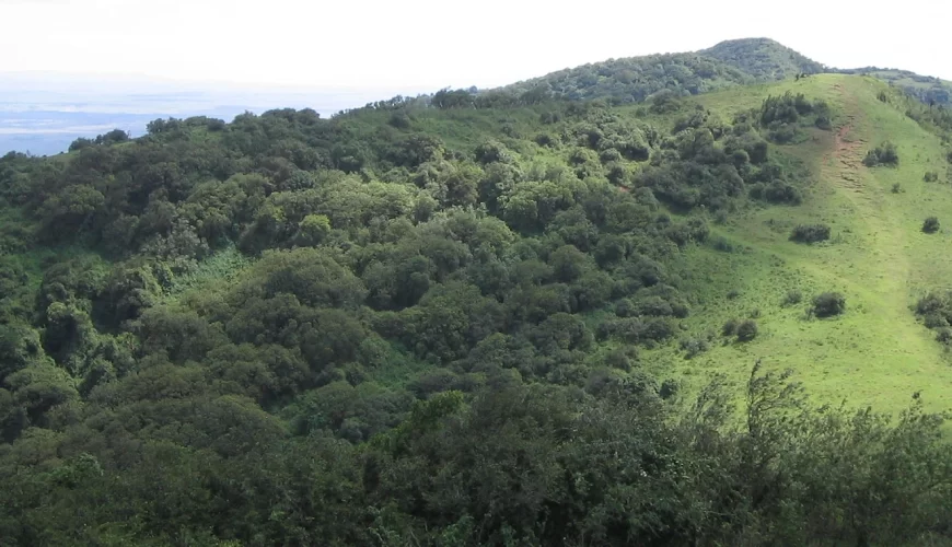 Ngong Forest