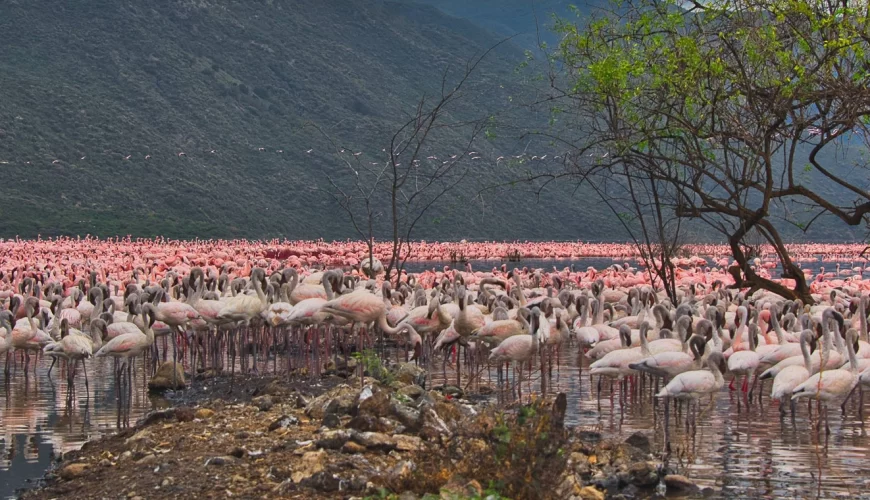 Lake Bogoria National Reserve