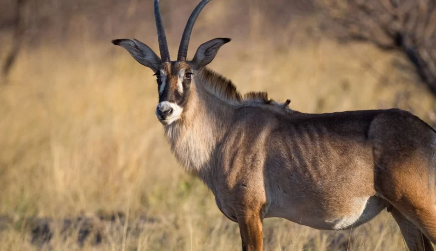 Ruma National Park