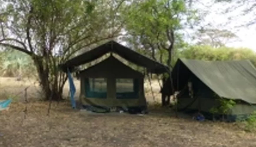 Wild palm camp