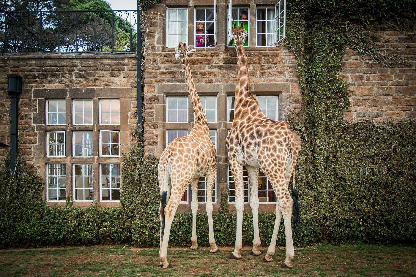 Giraffe Manor image 1