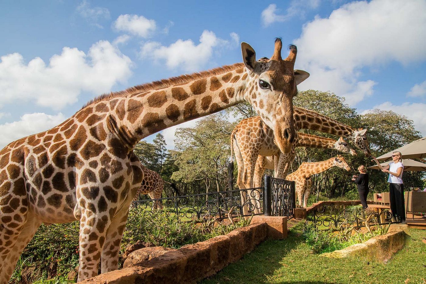 Giraffe Manor image 2