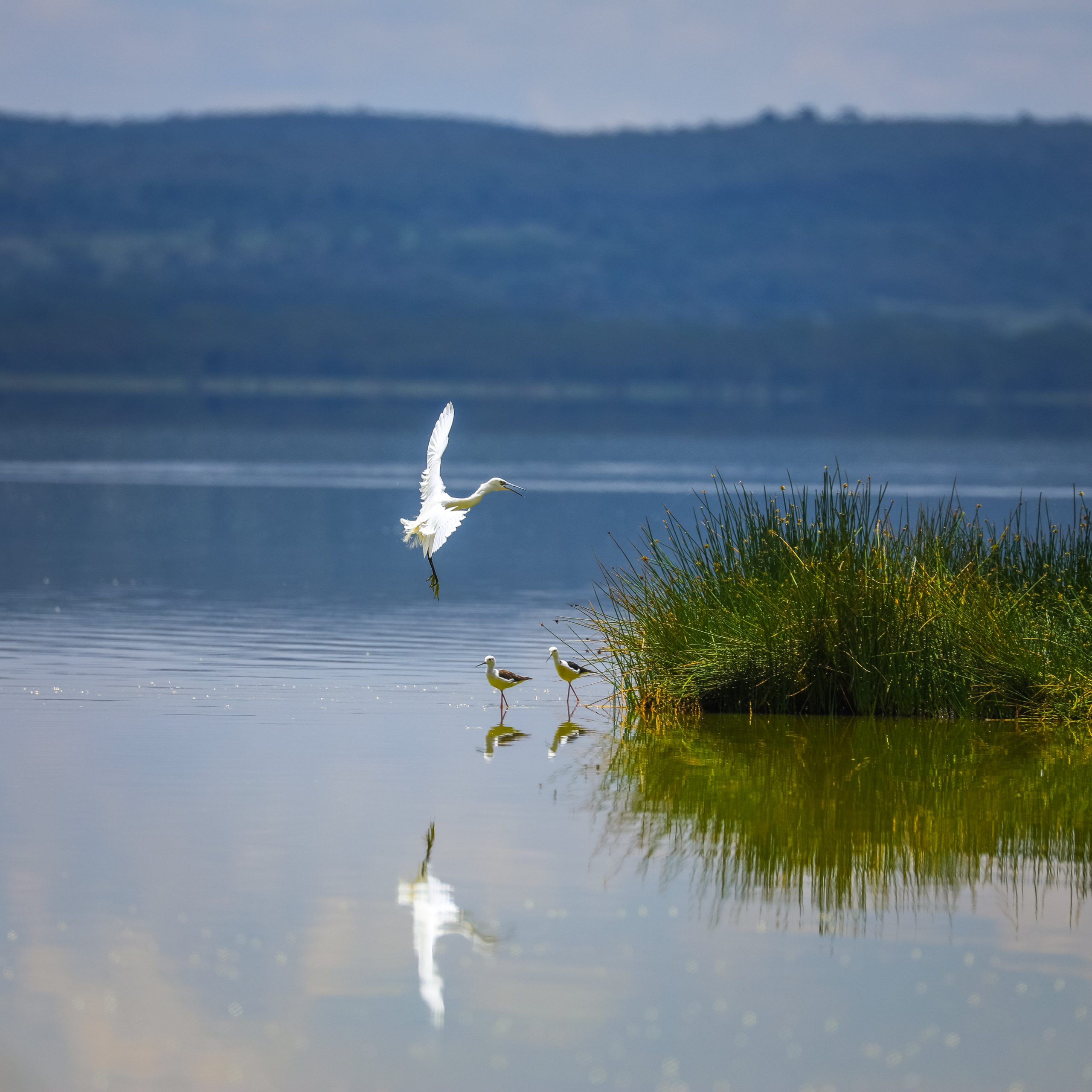 Lake Elementaita Wildlife Sanctuary image 4