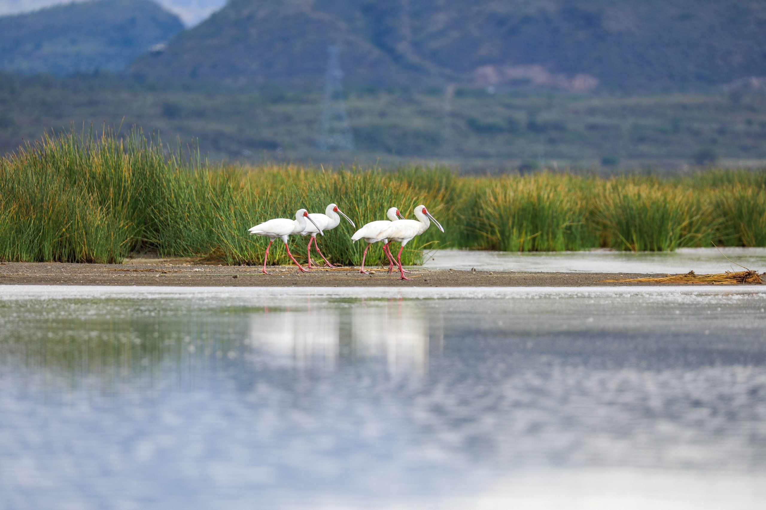 Lake Elementaita Wildlife Sanctuary image 3