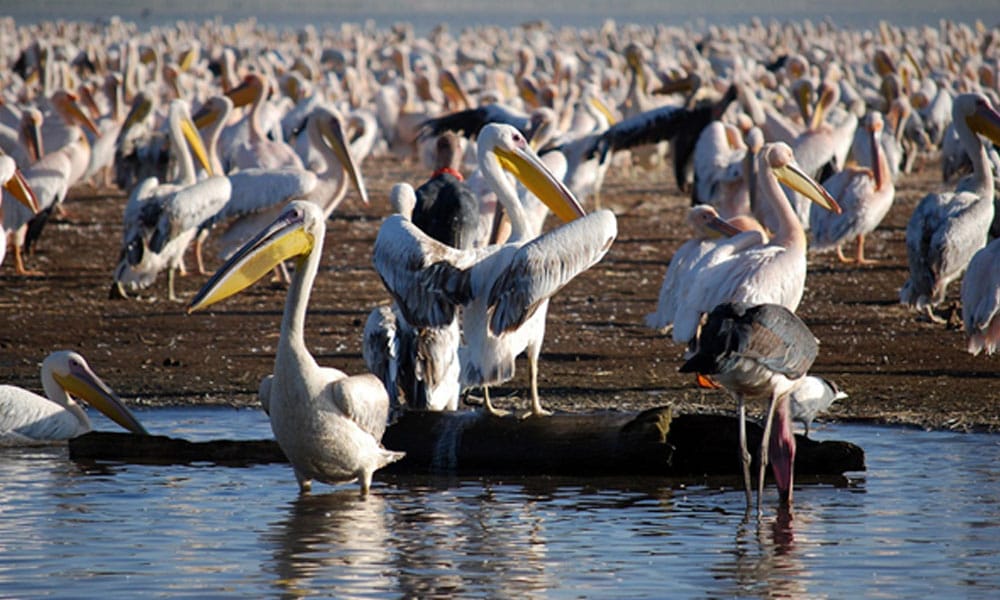 Birding Safari In Kenya