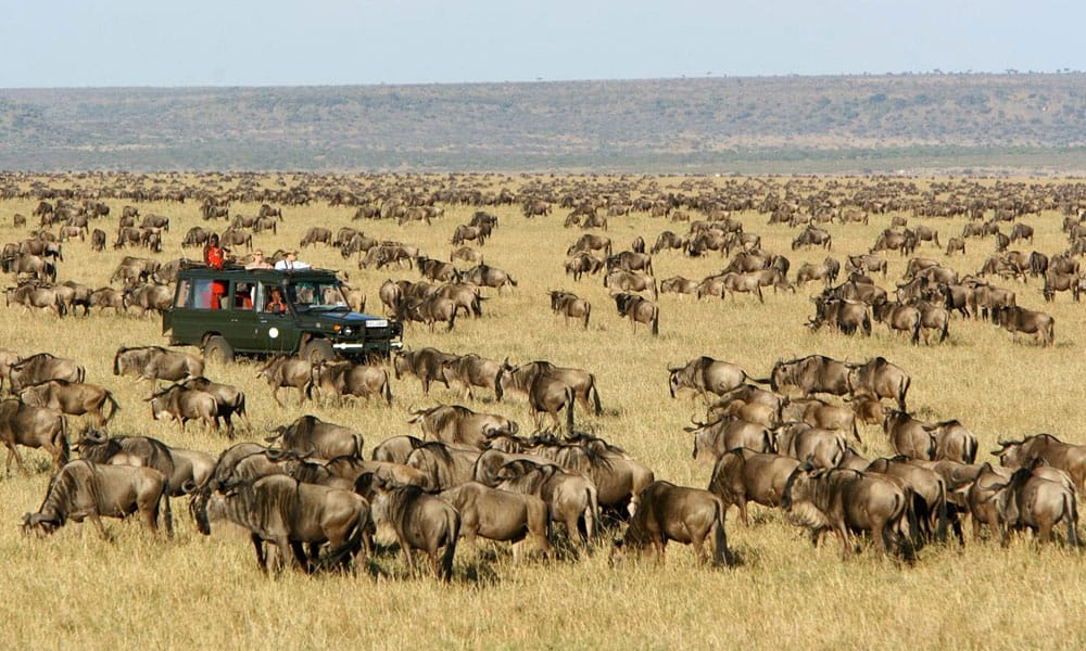 Kenya Safari