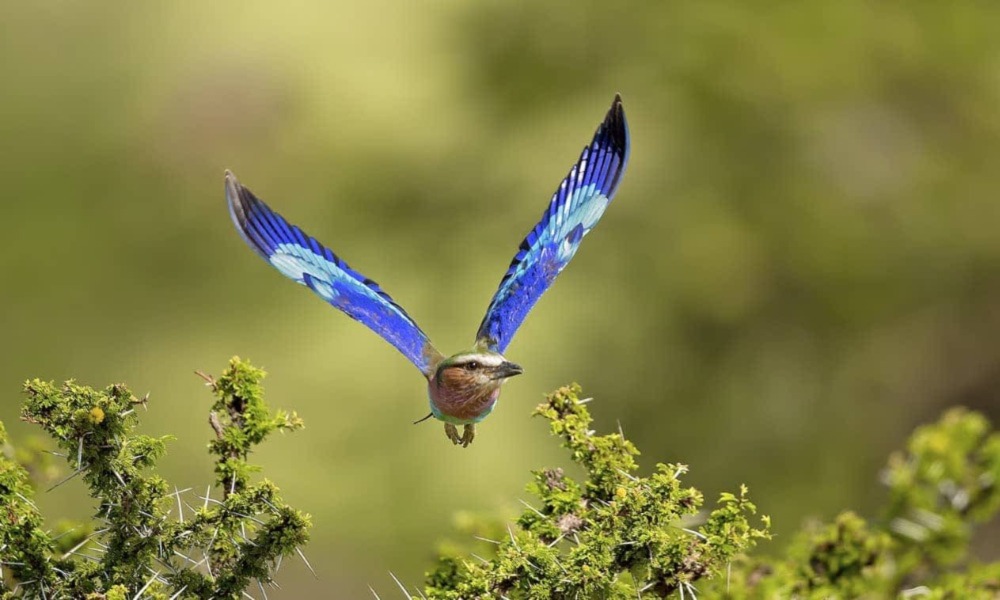 Bird Watching in Masai 