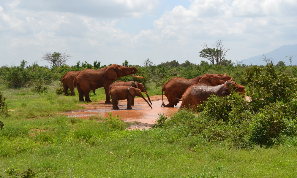 Kenya Safari