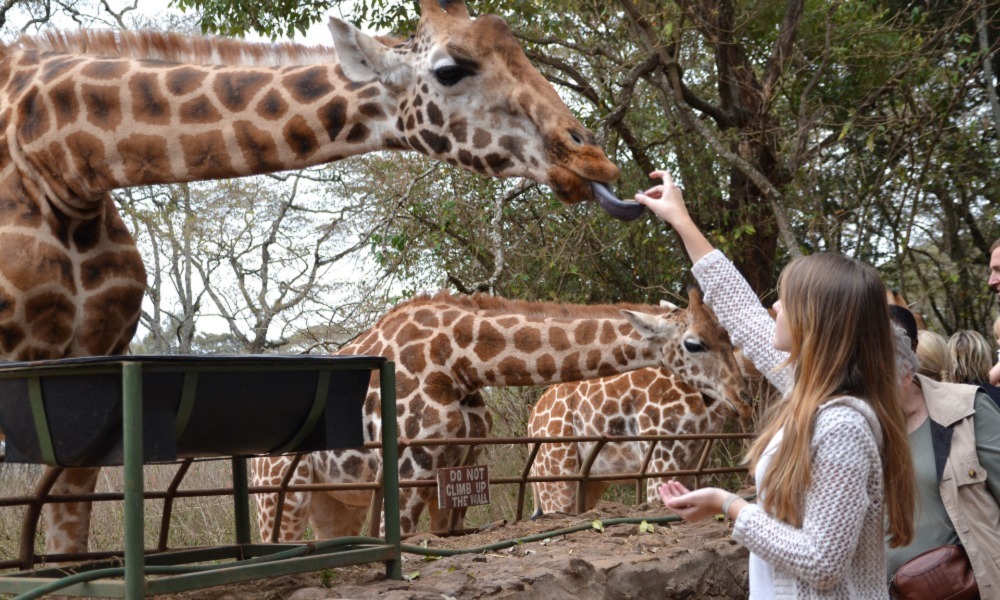 Giraffe Centre Kenya