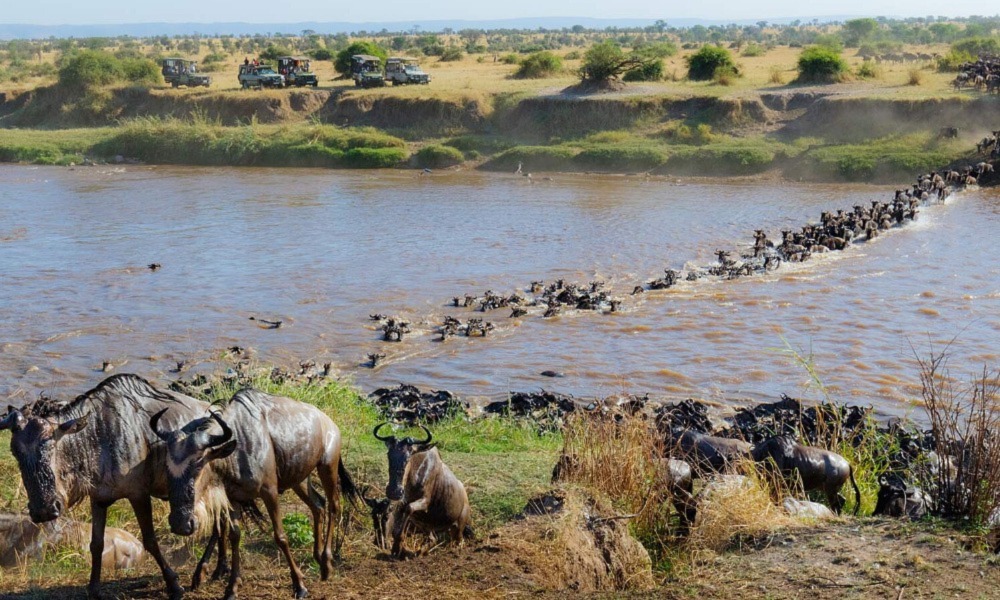Safari In Kenya